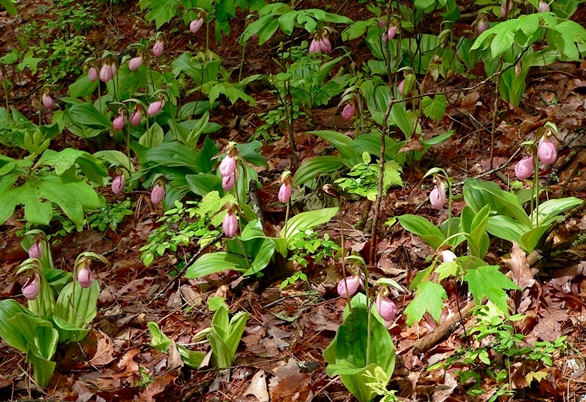 {Cypripedium acaule}